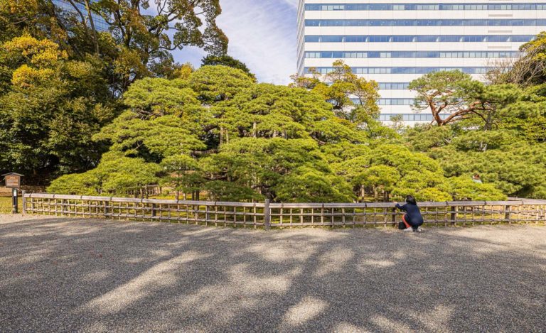 Hamarikyu Gardens 300 Years pinetree