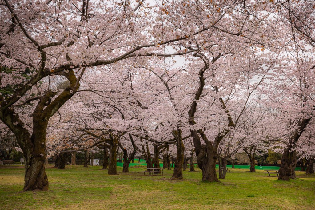 Cherry at Yoyogi Park