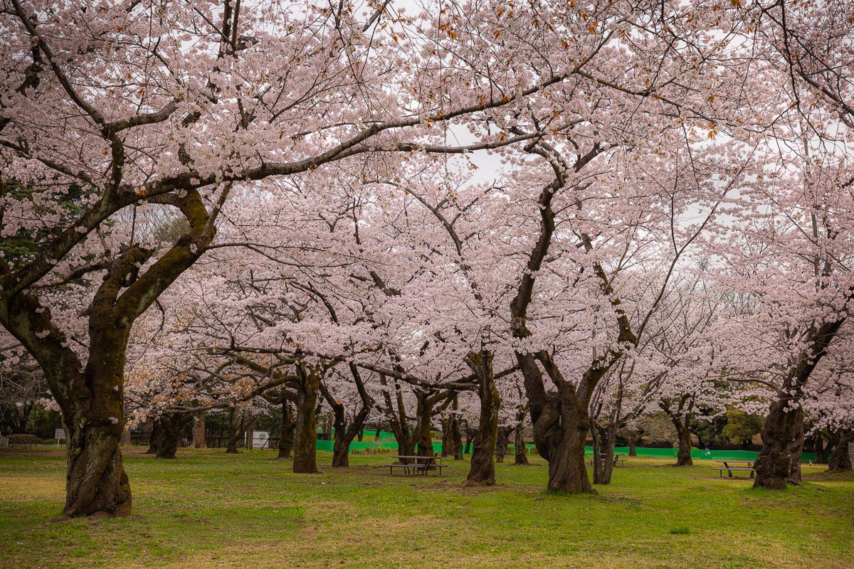 Yoyogi Park is the most popular park near Meiji Shrine