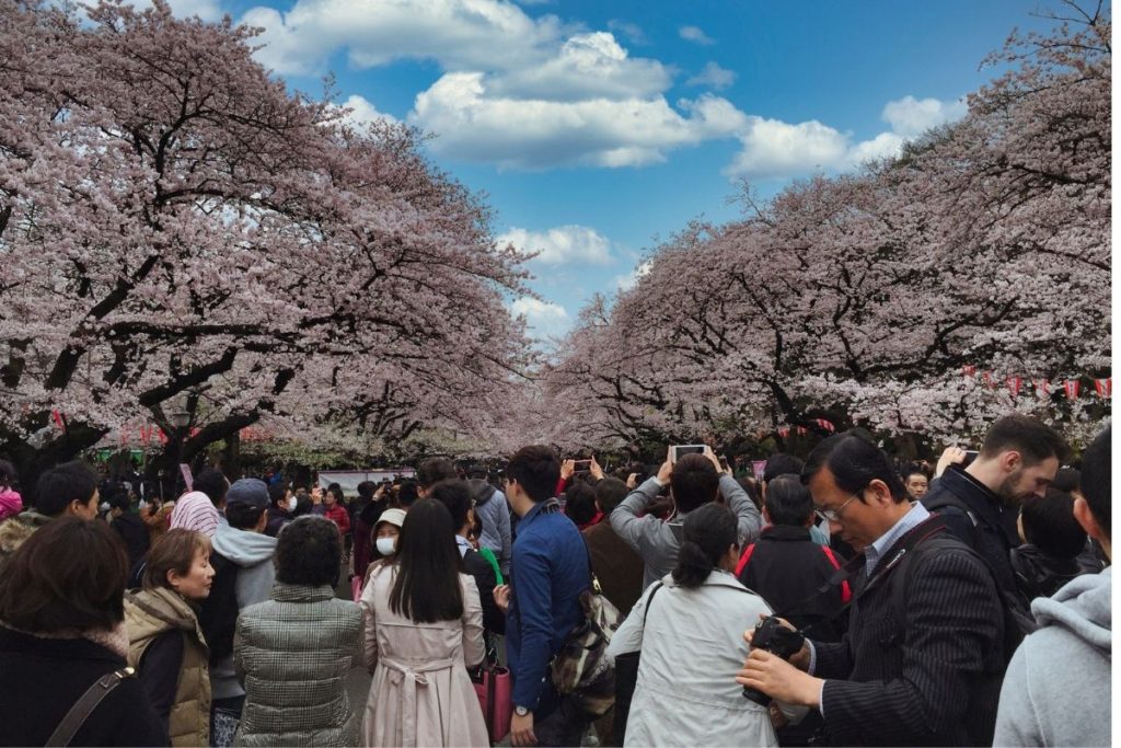 Cherry blossom 2024 & Tokyo's 10 famous spots