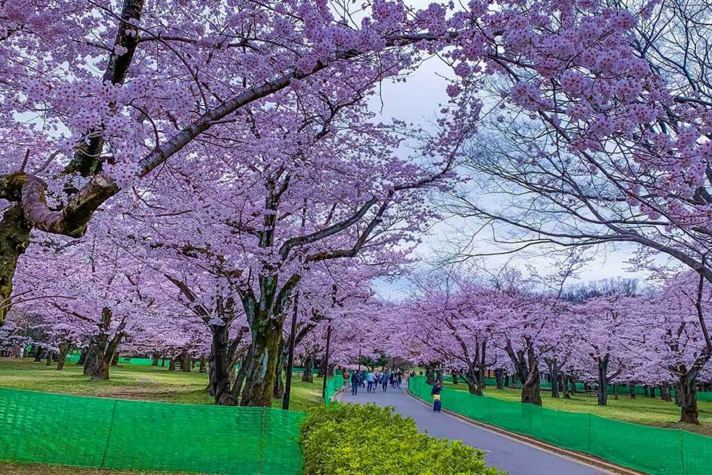 Cherry flowers at Yoyogi Park2 in 2022