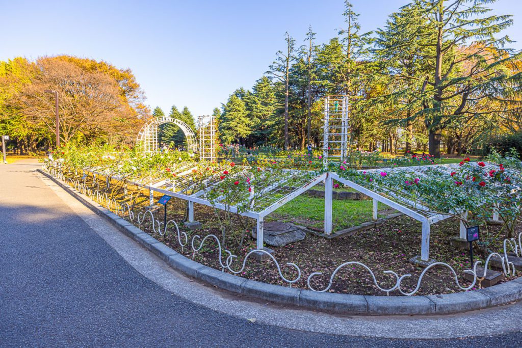 Rose Garden at Yoyogi Park