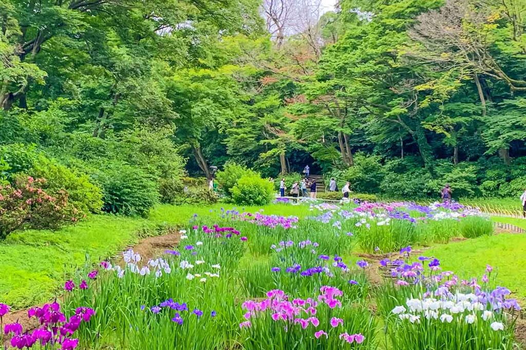 Iris garden at Meiji Jingu Shrine (meiji shrine)