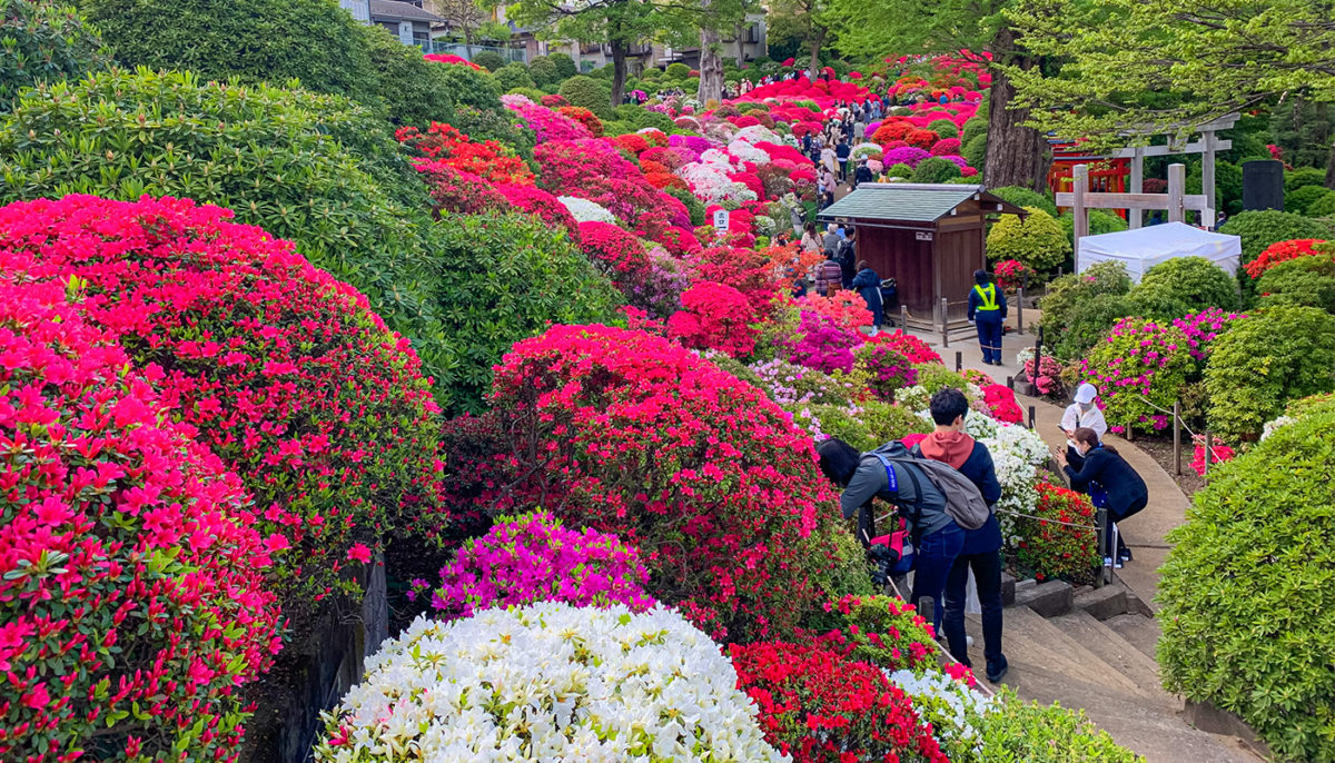 Nezu Shrine, the most beautiful shrine in Tokyo