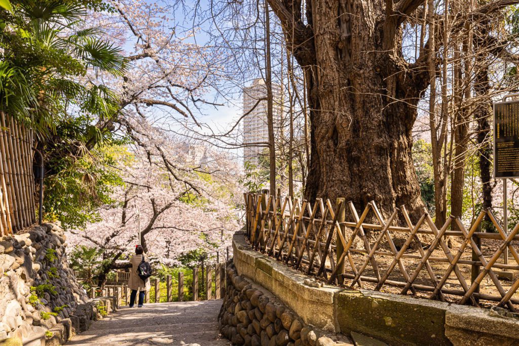 Oji Shrine Ginko Tree