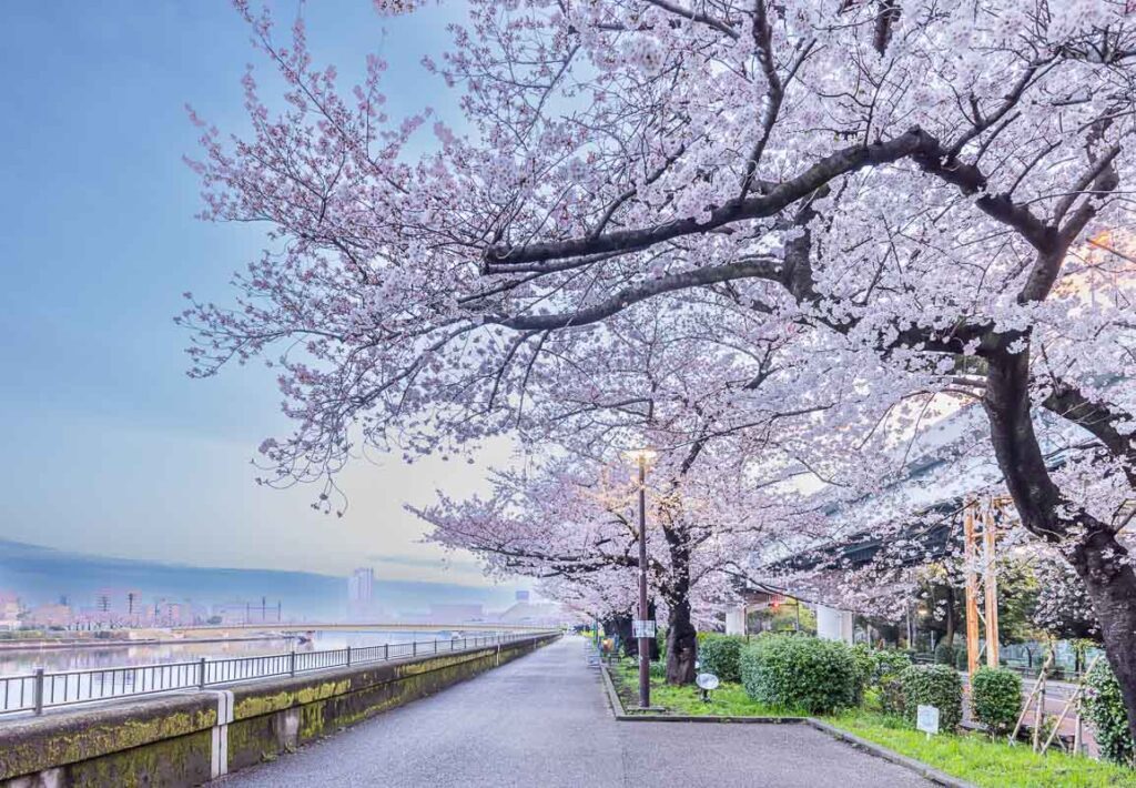 Tokyo Cherry Blossom at Sumida park