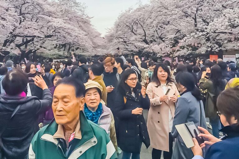 Sakura at Ueno Park