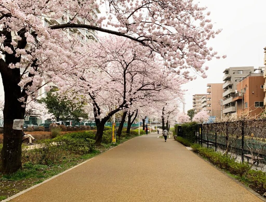 Cherry blossoms at Oyokogawa Shinsui Park