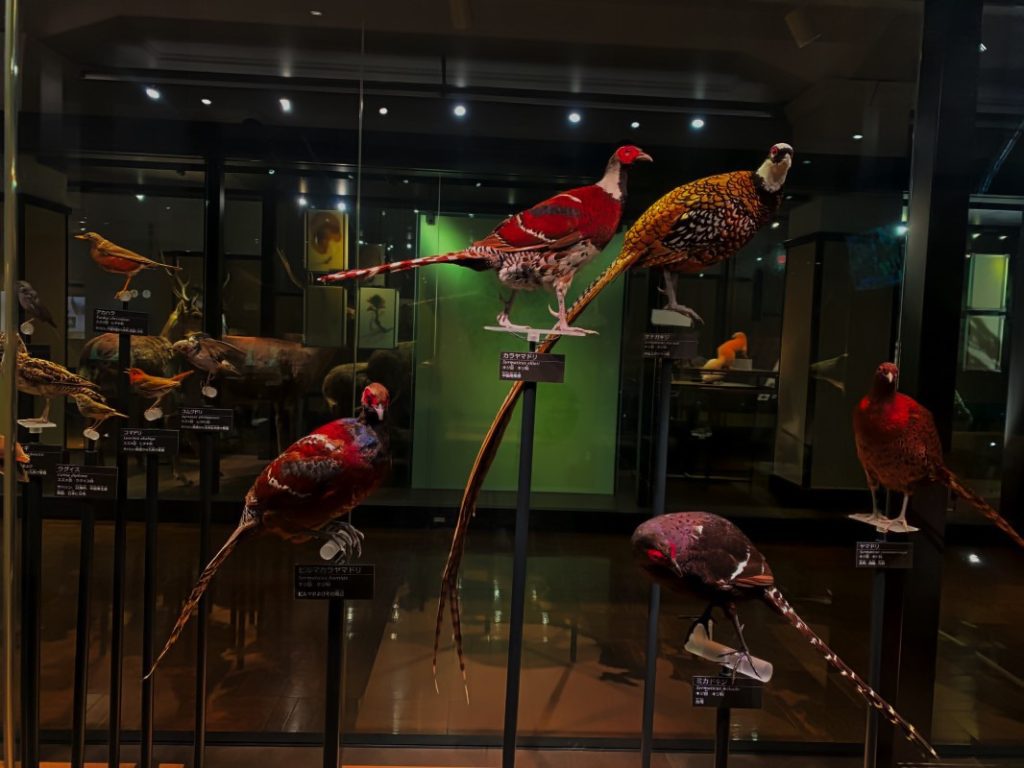 Beautiful Japanese Birds