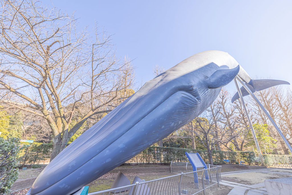 Giant Whale replica
