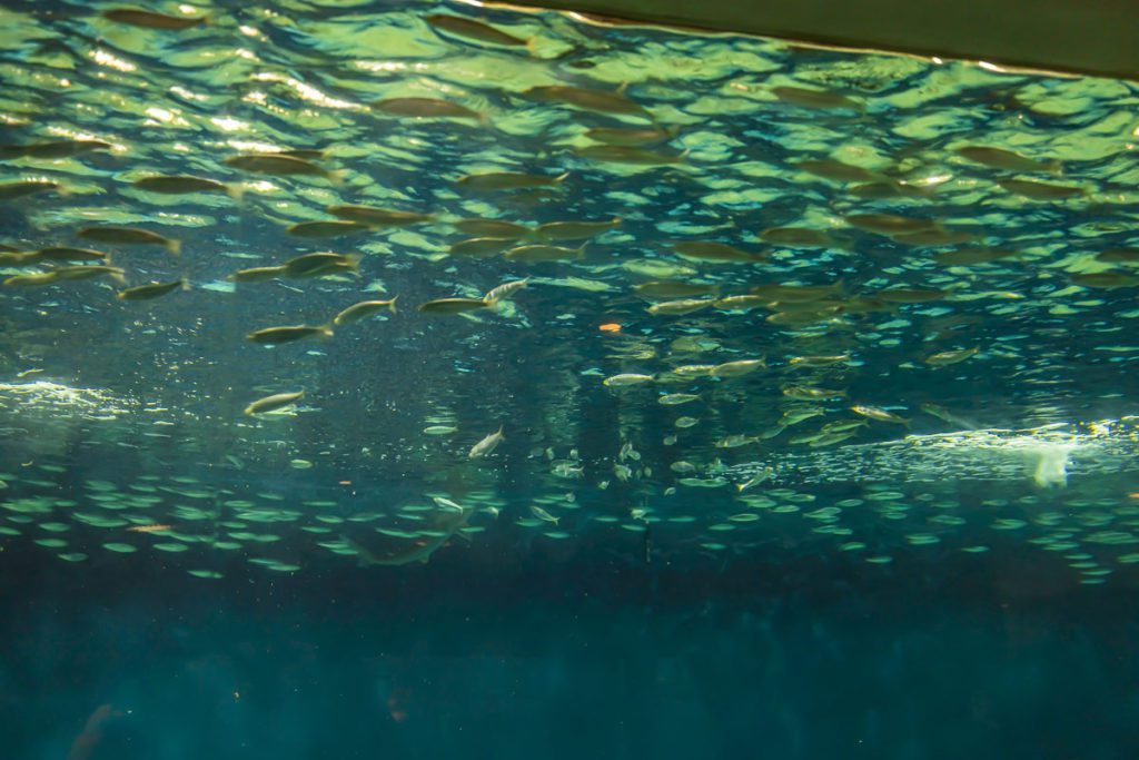 Fish Swiming Tank