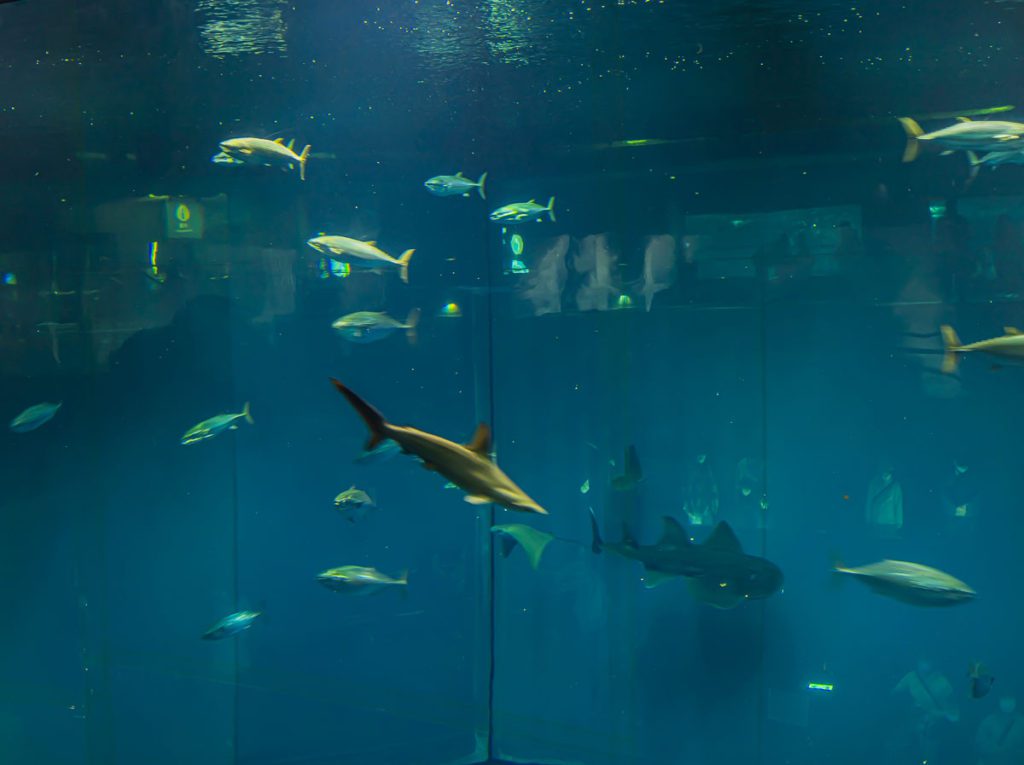 Shark a Sea Life Aquarium