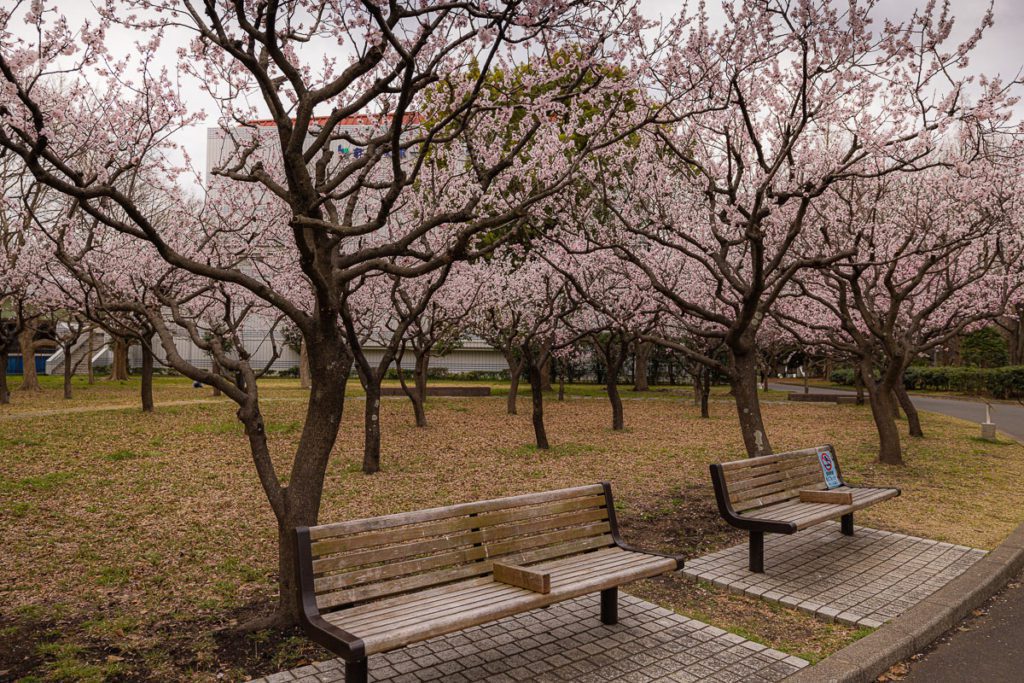 Central Park Apricot