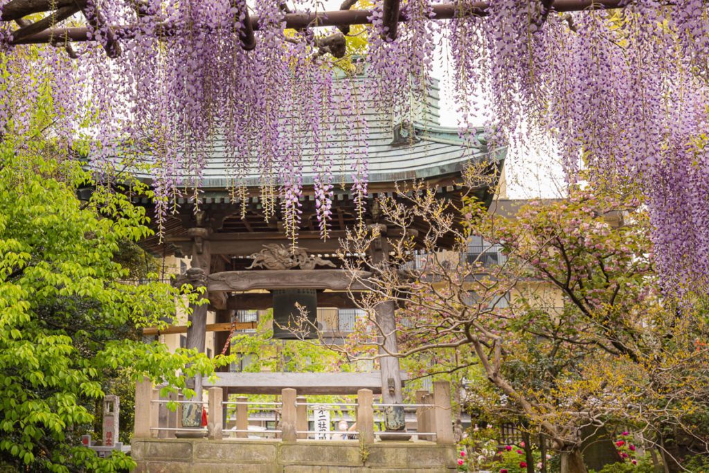 Bell Tower from Wisteria tree