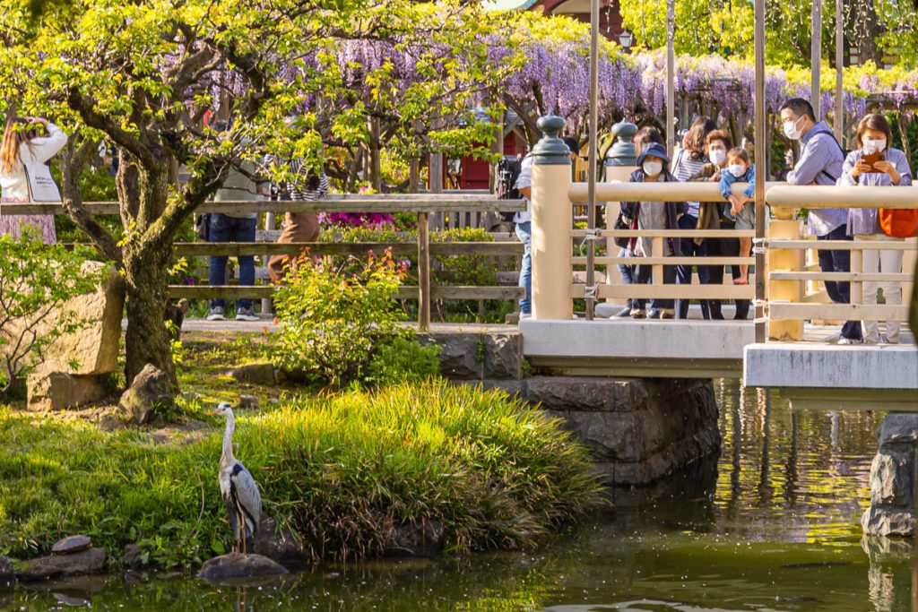 Birds at Kameido Shrine