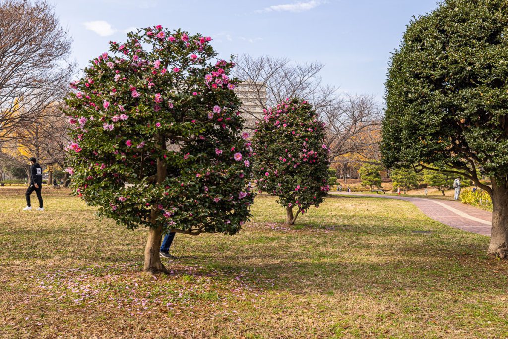 Camellia