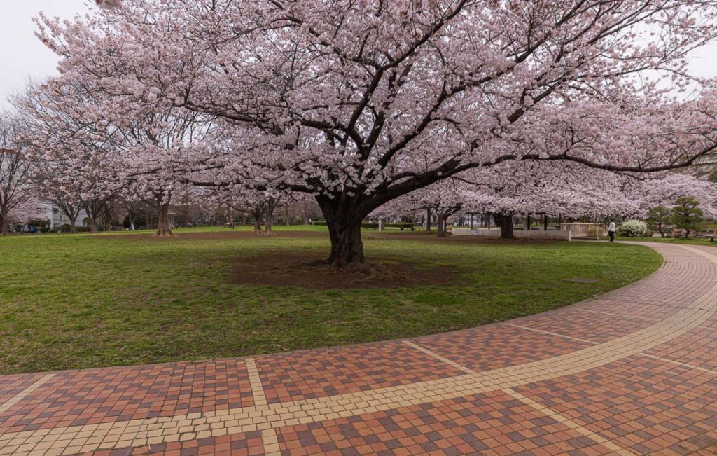 Lovely cherry at Kameido Central Park