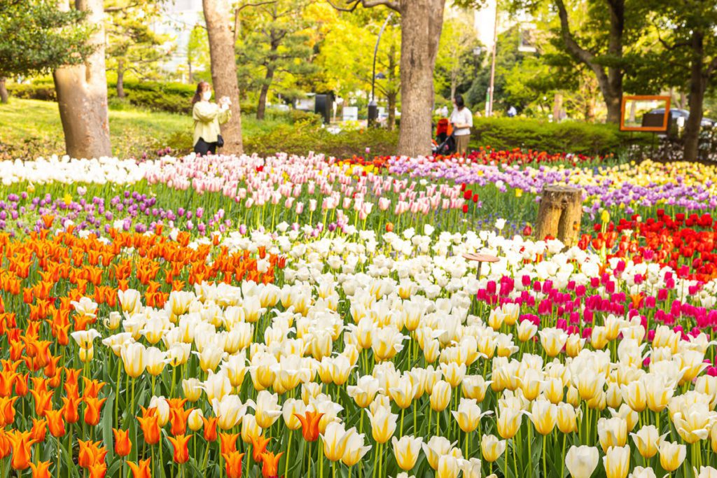 Onshi Tulip garden