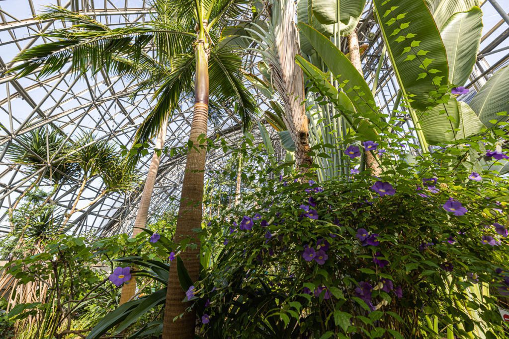 Palms Yumenoshima greenhouse