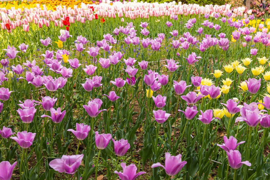 Purple Tulip at Sarue Onshi Park