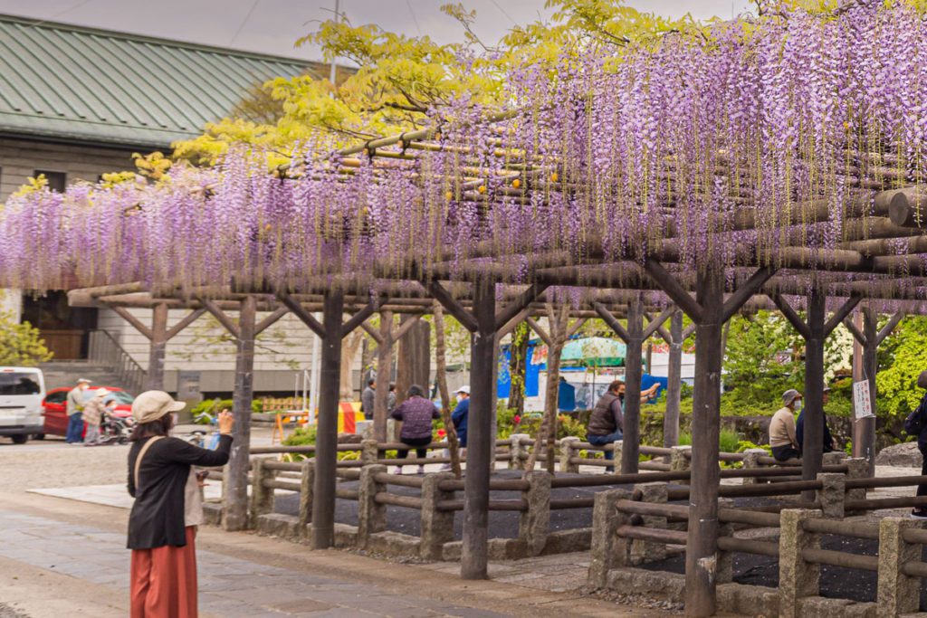 Visitors enjoying wisteria at Nishiarai
