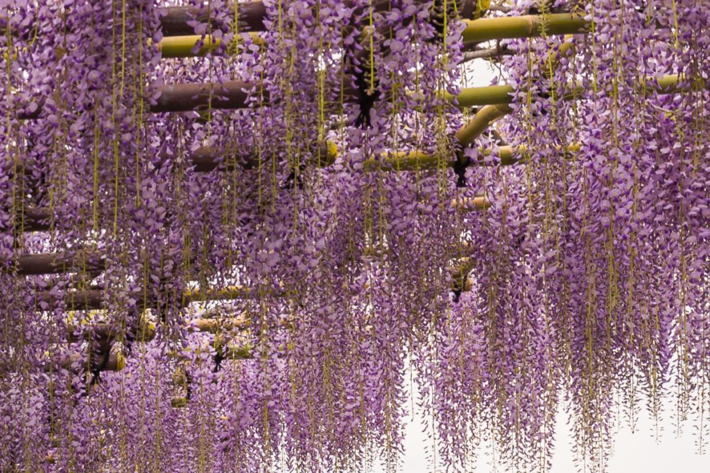 Wisteria hanging at Nishiarai