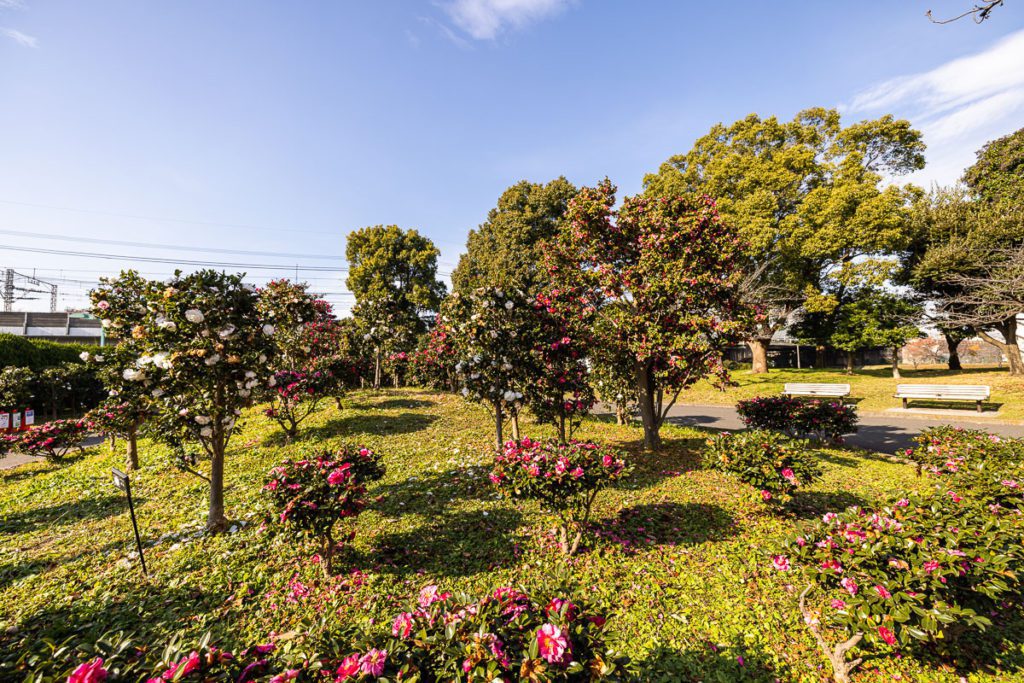 Kameido Chuo Park Sasanqua