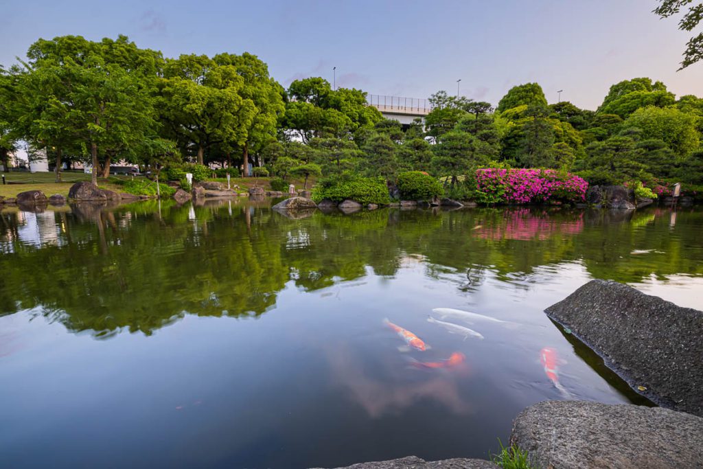 Koi in Sumida Pond