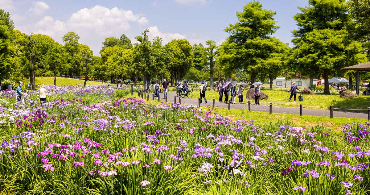 Mizumoto Park Iris Festival is the Tokyo's biggest Iris Festival