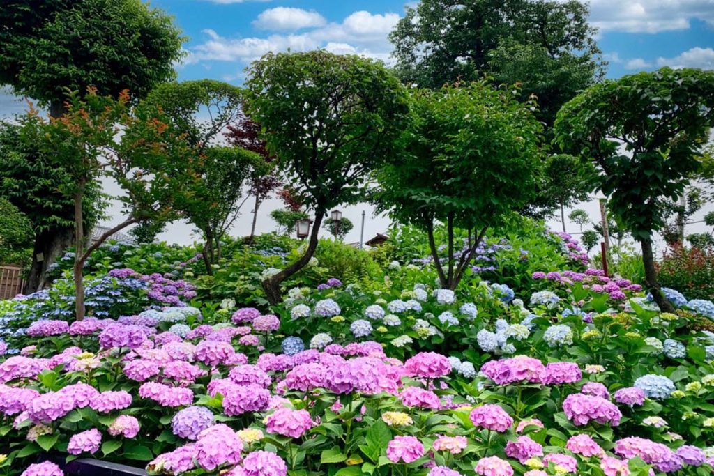 Fujizuka with Hydrangea