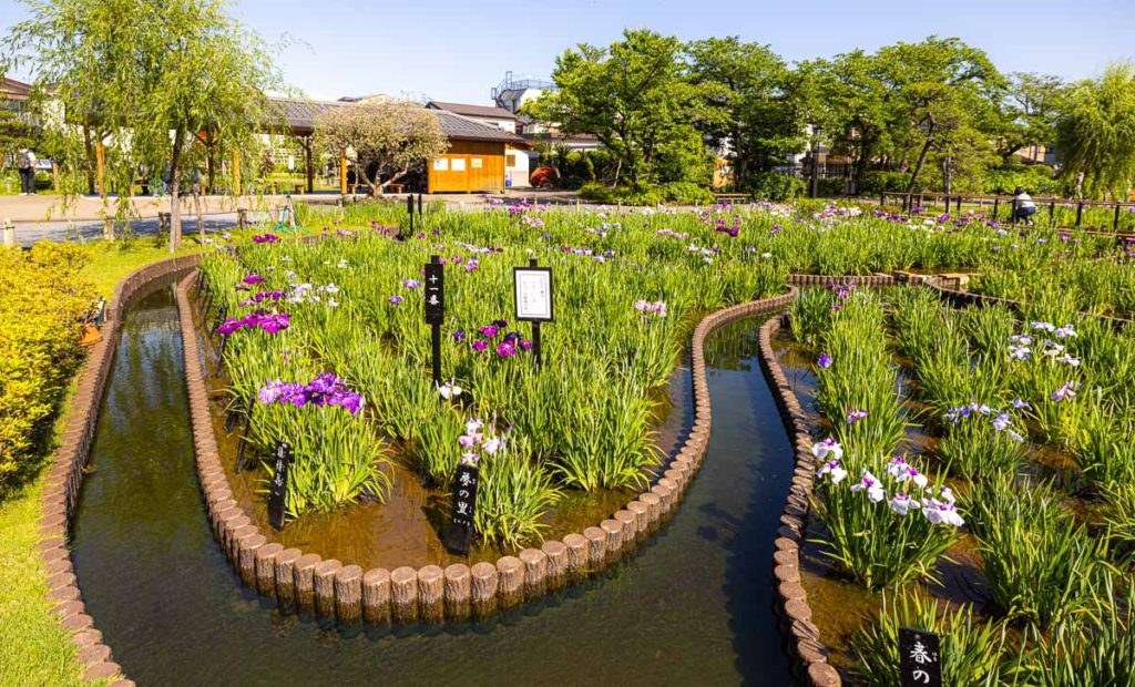 Heart-shaped Iris garden