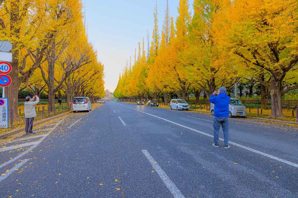 From the Middle of the Jingu Gaien Ginkgo Avenue