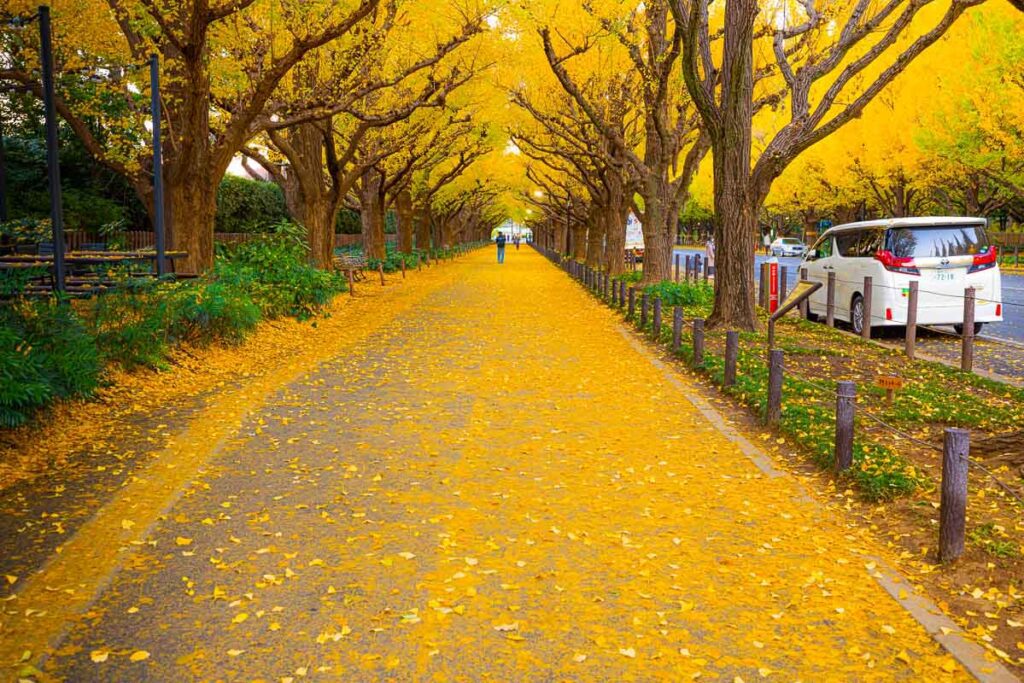 South walkway at Jingu Gaien Ginkgo Avenue,