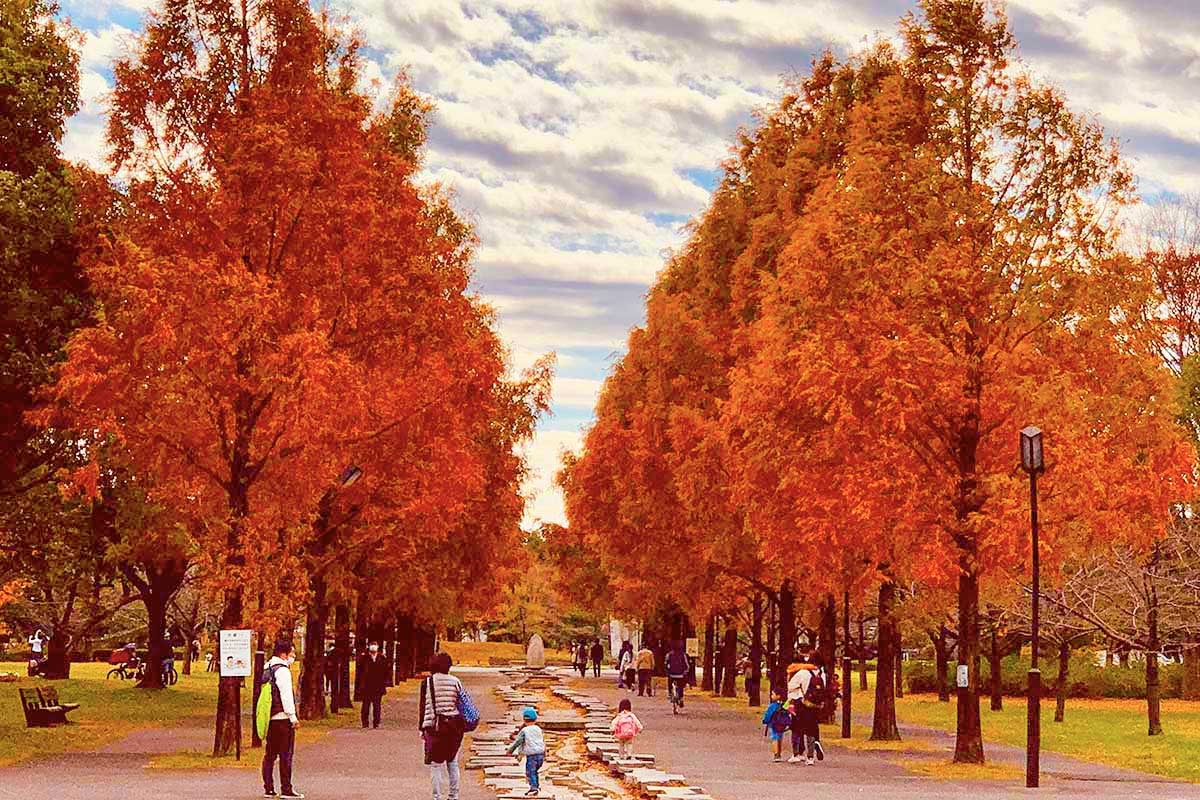 20 best places to see Autumn Leaves in Tokyo