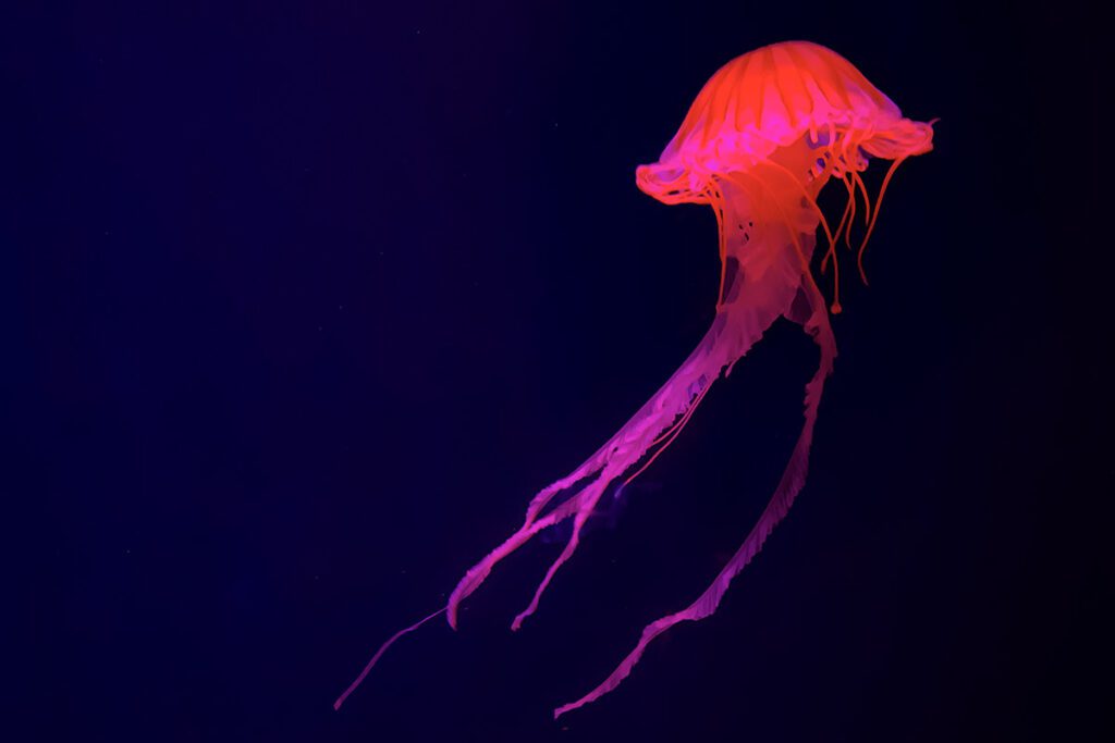 Jellyfish at Sumida Aquarium