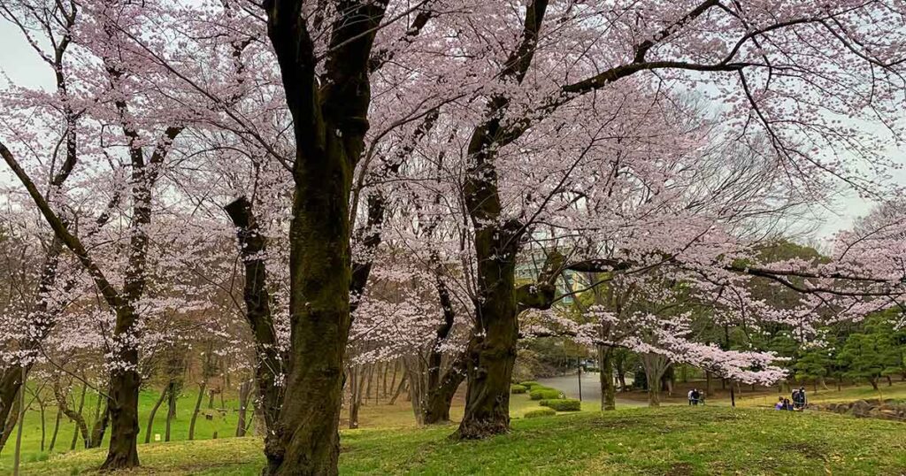 Yoyogi Park Cherry Blossom, Tokyo
