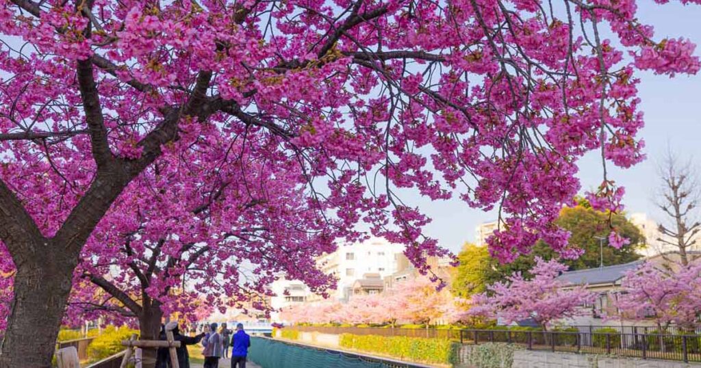 Oyokogawa Promenade Kawazu Sakura spot