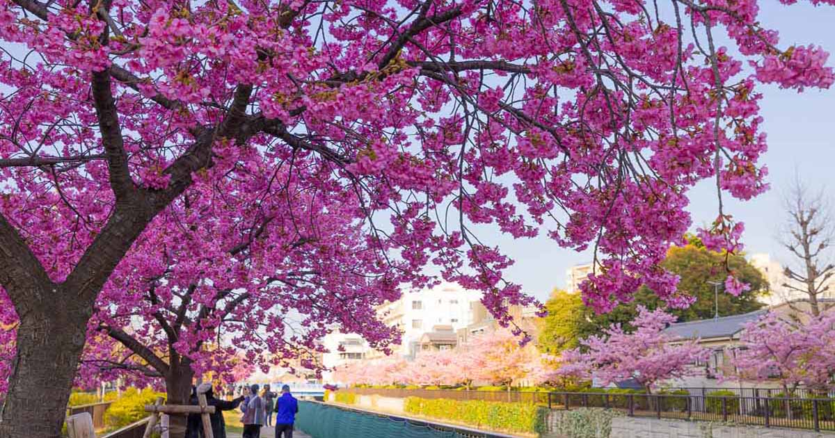 Oyokogawa Promenade Kawazu Sakura Spot Is The Biggest In, 49% OFF