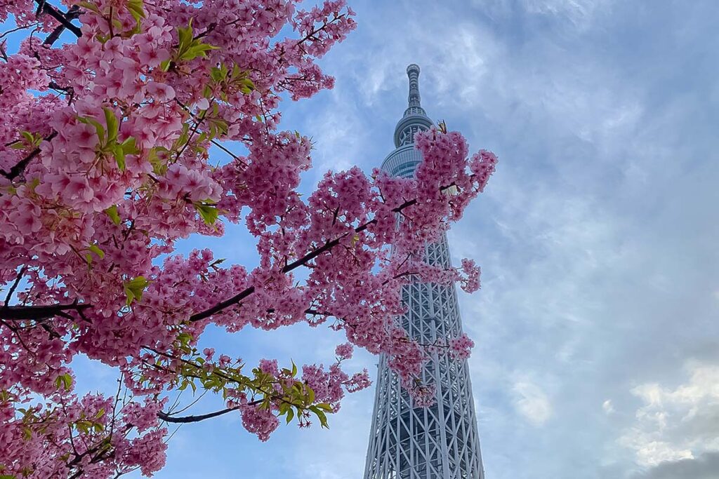 Skytree Zakura, Early Cherry Blossoms in Tokyo
