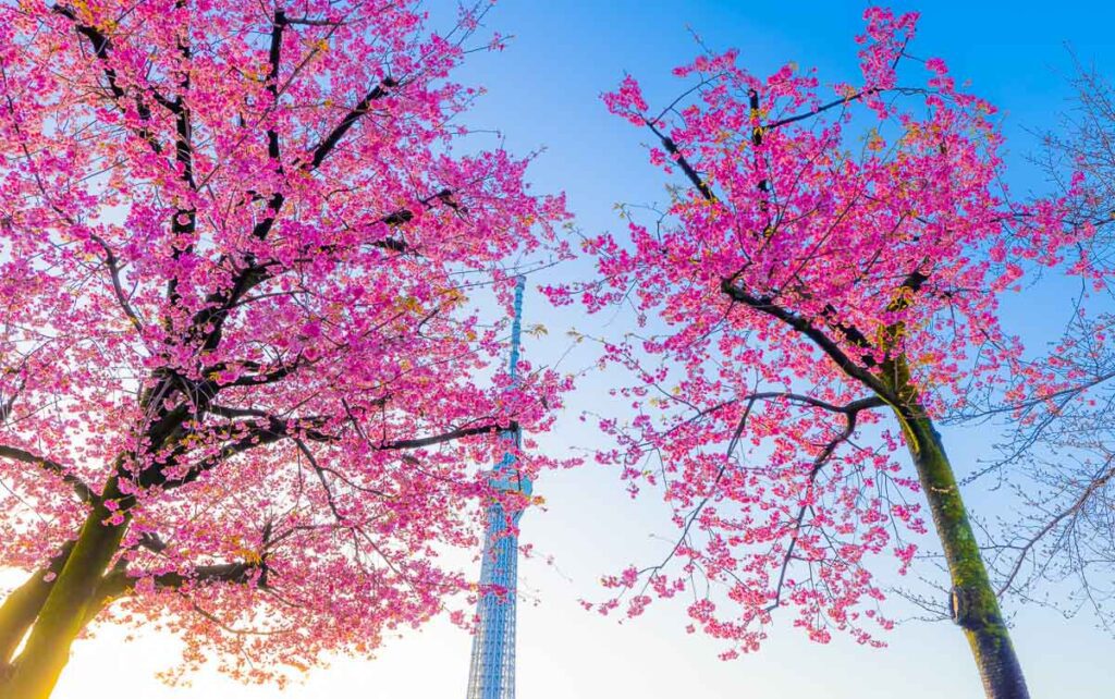 Sumida Park winter Cherry Blossoms