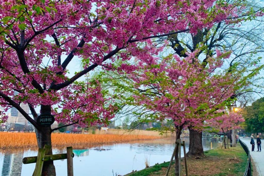 Ueno Early Cherry Blossom