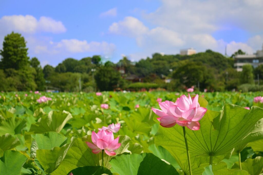 Ueno Lotus Pond
