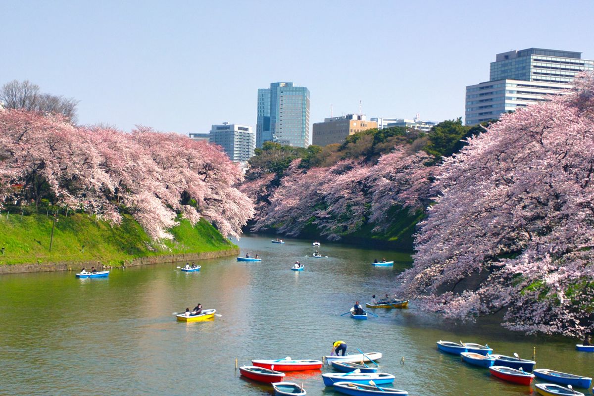 The Ultimate Hanami Experience at Chidorigafuchi Moat