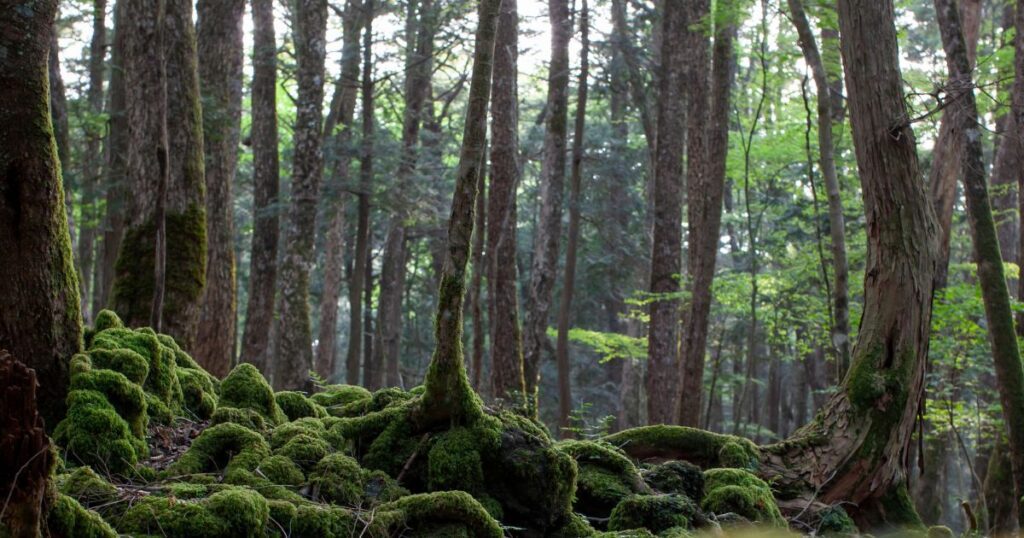 Japan's suicide forest, Aokigahara