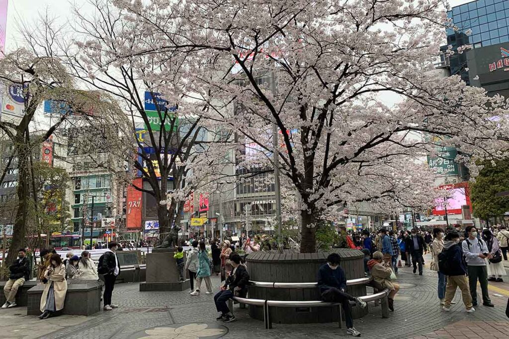 Hachiko Square During Cherry Blossom