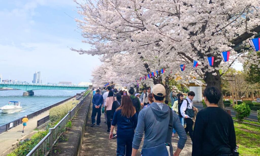 Cherry blossoms in Tokyo during spring – best time to visit Tokyo