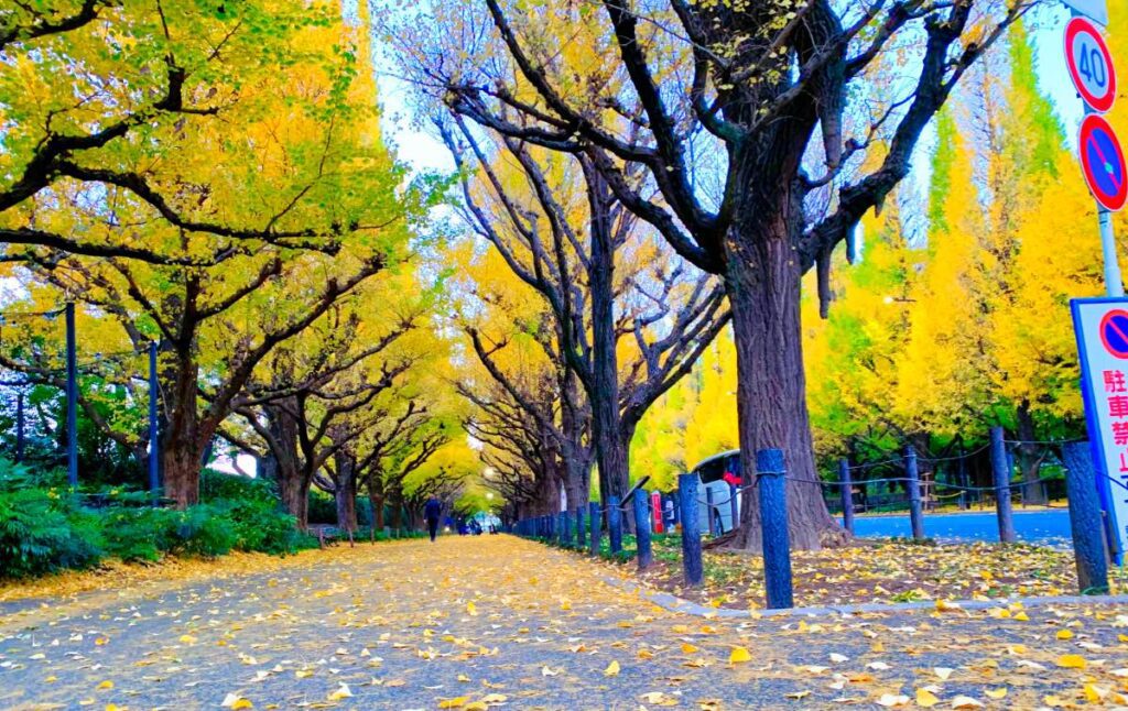 Golden autumn leaves at Meiji Jingu Gaien, Tokyo.