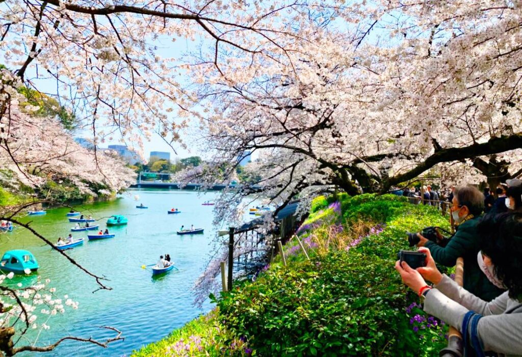 Spring cherry blossoms at Chidorigafuchi Moat.