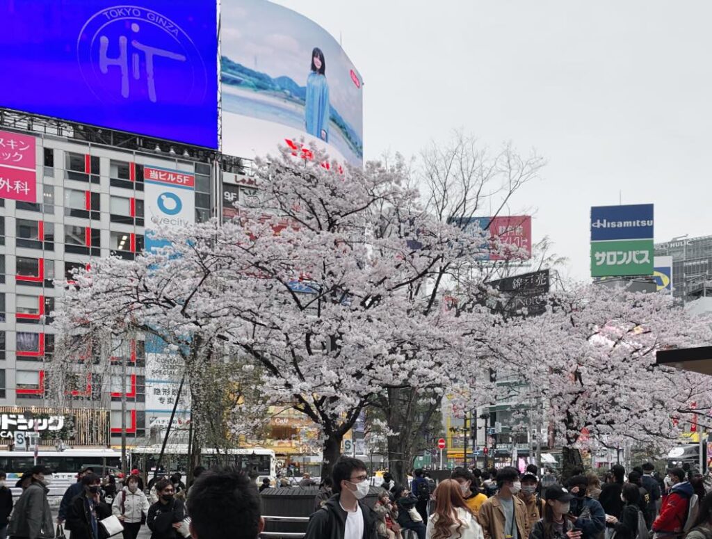 Shibuya Crossing in a Spring evening when cherry blossoms are in full bloom