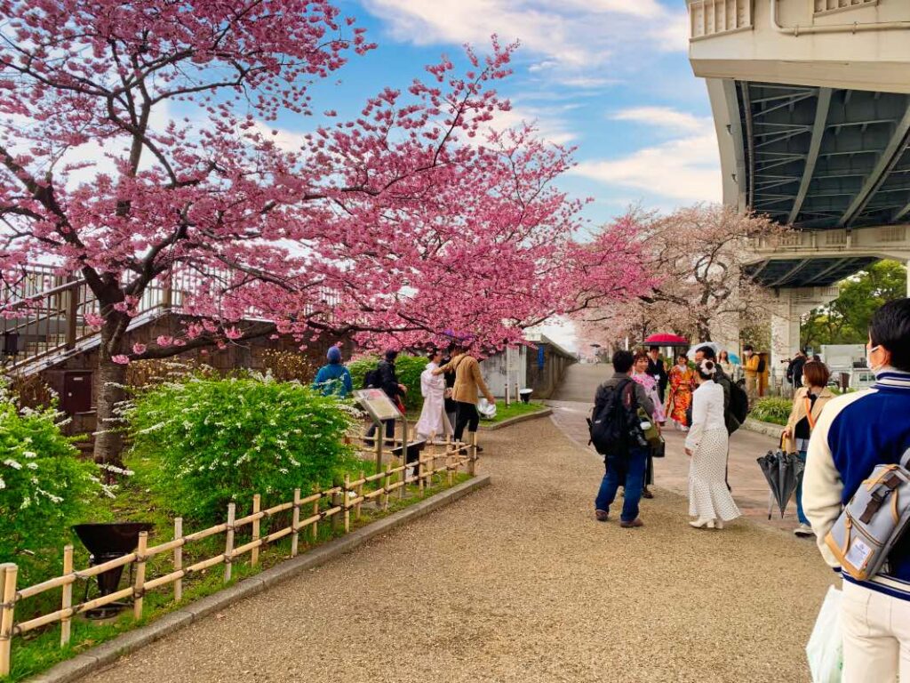 Visitors stroll along a scenic pathway under vibrant pink cherry blossoms at Sumida Park during the Cherry Blossom Festival, with Tokyo's skyline and a bridge in the background.